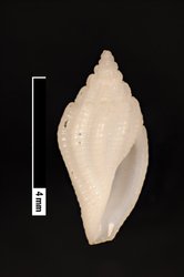 To ANSP Malacology Collection (syntypes of Cithara brevis. Pease, 1868. American Journal of Conchology 3 (3): 217, pl. 15, fig. 11  - catalog no. 15652)