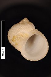 To ANSP Malacology Collection (syntypes of Narica granifera. Pease, 1869. American Journal of Conchology 5 (2): 78, pl. 8, fig. 13  - catalog no. 37301)