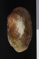 To ANSP Malacology Collection (syntype of Unio ellipsiformis. Conrad, 1836. Monography of the family Unionidae or Naiades of Lamarck, (Fresh Water Bivalve Shells,) of North America 1 (7): 60  - catalog no. 42114)