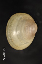 To ANSP Malacology Collection (syntypes of Pisidium alleni. Sterki, 1912. Nautilus 26 (1): 9 - catalog no. 44278)