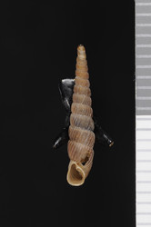 To ANSP Malacology Collection (syntype of Clausilia steetzneri. Pilsbry, 1919. Nautilus 33 (2): 53-54  - catalog no. 44660)