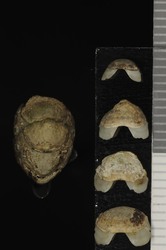 To ANSP Malacology Collection (syntype of Chiton achates. Gould, 1859. Proceedings of the Boston Society of Natural History 7: 165  - catalog no. 48681)