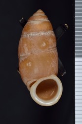 To ANSP Malacology Collection (syntype of Megalomastoma quadrasi. Hidalgo, 1890. Journal de Conchyliologie 37 (4): 305-306, pl. 15, fig. 5  - catalog no. 63560)