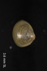 To ANSP Malacology Collection (syntypes of Pisidium politum. Sterki, 1895. Nautilus 9 (7): 75-76 - catalog no. 68309)