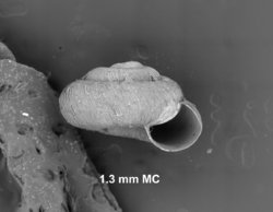 To ANSP Malacology Collection (syntypes of Zonitoides chishimanus. Pilsbry & Hirase, 1904. Nautilus 18 (1): 5-6  - catalog no. 86491)