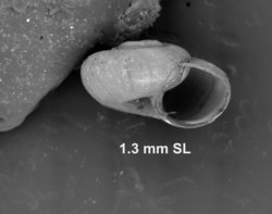 To ANSP Malacology Collection (syntypes of Punctum elachistum. Pilsbry & Hirase, 1904. Nautilus 18 (1): 5  - catalog no. 86492)