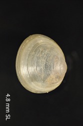 To ANSP Malacology Collection (syntypes of Pisidium streatori. Sterki, 1901. Nautilus 14 (9): 100-101 - catalog no. 87153)