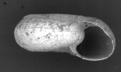 To ANSP Malacology Collection (syntype of Planorbis filocinctus. Pilsbry & Ferriss, 1906. Proceedings of the Academy of Natural Sciences of Philadelphia 58: 165, pl. 9, figs. 1, 2, 3  - catalog no. 91327)