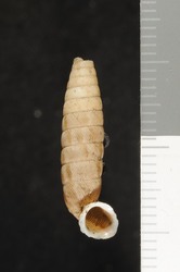 To ANSP Malacology Collection (syntype of Urocoptis transitoria. Torre, 1911. Nautilus 25: 46-47  - catalog no. 107699)