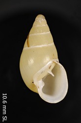 To ANSP Malacology Collection (syntypes of Auriculella olivacea. Pilsbry & Cooke, 1915. Manual of Conchology (Ser. 2) 23 (90-91): 81-82 - catalog no. 108268)