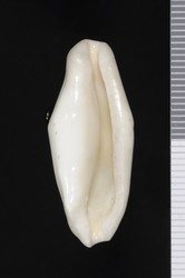 To ANSP Malacology Collection (holotype of Cyphoma signata. Pilsbry & McGinty, 1939. Nautilus 53 (1): 3-4, pl. 1, fig. 9 - catalog no. 174045)