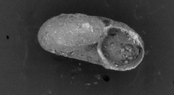 To ANSP Malacology Collection (syntype of Cyclostrema thomasi. Pilsbry, 1945. Nautilus 59: 60, pl. 6, figs. 7, 7a, 7b - catalog no. 181309)