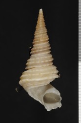 To ANSP Malacology Collection (holotype of Vermicularia fargoi. Olsson, 1951. Nautilus 65 (1): 7-8, pl. 1, fig. 8 - catalog no. 187640)