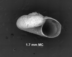 To ANSP Malacology Collection (syntype of Vitrinella proxima. Pilsbry & Olsson, 1952. Proceedings of the Academy of Natural Sciences of Philadelphia 104: 74, pl. 12 figs. 4, 4a - catalog no. 187818)