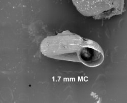 To ANSP Malacology Collection (holotype of Vitrinella multispiralis. Pilsbry & Olsson, 1952. Proceedings of the Academy of Natural Sciences of Philadelphia 104: 76-77, pl. 12, fig. 3 - catalog no. 187836)