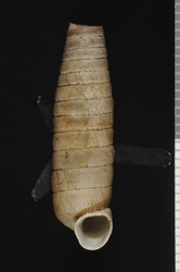 To ANSP Malacology Collection (holotype of Coelocentrum endolophus. Pilsbry, 1953. Proceedings of the Academy of Natural Sciences of Philadelphia 105: 134-135, pl. 3, fig. 5, 5a - catalog no. 190964)