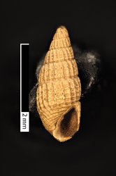 To ANSP Malacology Collection (holotype of Odostomia jadisi. Olsson & McGinty, 1958. Bulletins of American Paleontology 39 (177): 43, pl. 1, fig. 11a - catalog no. 211916)