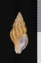 To ANSP Malacology Collection (holotype of Peristernia reincarnata. Snyder, 2000. Proceedings of the Academy of Natural Sciences of Philadelphia 150: 173-174, text-figs. 1c-d  - catalog no. 245297)