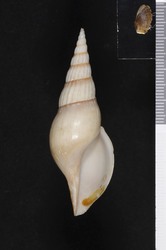 To ANSP Malacology Collection (holotype of Teramachia tibiaeformis. Kuroda, 1931. Venus 3 (1): 45-47, text-fig. 2, 3 - catalog no. 246797)