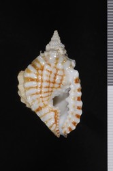 To ANSP Malacology Collection (holotype of Distorsio burgessi. Lewis, 1972. Nautilus 86: 46-48  - catalog no. 326470)