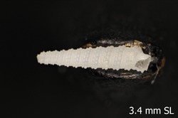 To ANSP Malacology Collection (holotype of Inella apexbilirata. Rolan & Fernandez-Garces, 2008. Iberus 26 (1): 104 - catalog no. 367841)