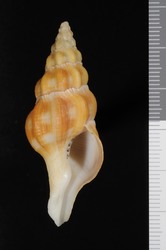 To ANSP Malacology Collection (holotype of Latirus sarinae. Snyder, 2003. Iberus 21 (1): 4-5, text-fig. 5  - catalog no. 408332)