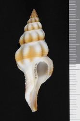 To ANSP Malacology Collection (holotype of Latirus pearsoni. Snyder, 2002. La Conchiglia 34 (304): 50-52, text-figs. 1, 2  - catalog no. 410026)