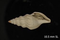 To ANSP Malacology Collection (holotype of Gymnobela petiti. Garcia, 2005. Novapex 6 (4): 84, figs. 17-19 - catalog no. 412715)