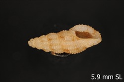 To ANSP Malacology Collection (holotype of Darrylia harryleei. Garcia, 2008. Novapex 9 (1): 1-15, figs. 41-45 - catalog no. 416409)