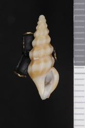 To ANSP Malacology Collection (holotype of Viridrillia aureofasciata. Garcia, 2008. Novapex 9 (1): 12-13, figs. 52-54 - catalog no. 416410)