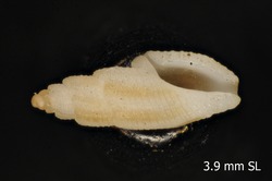 To ANSP Malacology Collection (holotype of Suturocythara redferni. Garcia, 2008. Novapex 9 (1): 1-15, figs. 27-32 - catalog no. 416412)