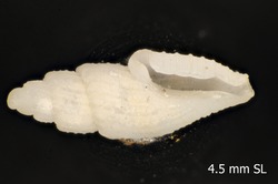 To ANSP Malacology Collection (holotype of Suturocythara apocrypha. Garcia, 2008. Novapex 9 (1): 8-10, figs. 33-36 - catalog no. 416415)